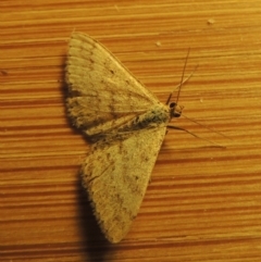 Scopula rubraria at Paddys River, ACT - 16 Oct 2016 11:29 PM