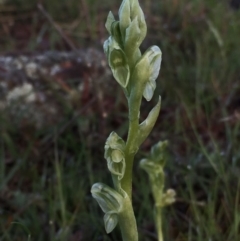 Hymenochilus cycnocephalus (Swan greenhood) at QPRC LGA - 18 Oct 2016 by Wandiyali