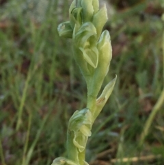 Hymenochilus cycnocephalus at Googong, NSW - 19 Oct 2016