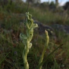 Hymenochilus cycnocephalus at Googong, NSW - 19 Oct 2016