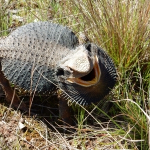 Pogona barbata at Gundaroo, NSW - suppressed