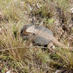 Pogona barbata at Gundaroo, NSW - suppressed