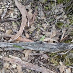 Glossodia major (Wax Lip Orchid) at Aranda Bushland - 25 Sep 2016 by catherine.gilbert