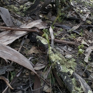 Pterostylis nutans at Point 4081 - 25 Sep 2016