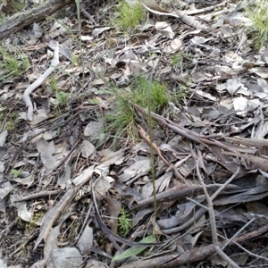 Glossodia major at Point 4081 - suppressed