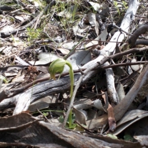 Pterostylis nutans at Point 4081 - 25 Sep 2016