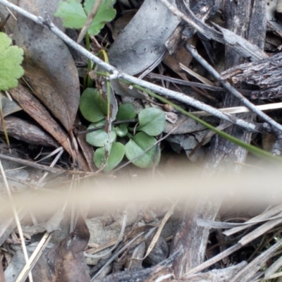 Pterostylis sp. (A Greenhood) at Aranda Bushland - 25 Sep 2016 by catherine.gilbert