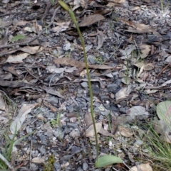 Glossodia major (Wax Lip Orchid) at Aranda, ACT - 25 Sep 2016 by catherine.gilbert