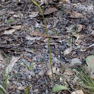 Glossodia major at Point 4081 - suppressed