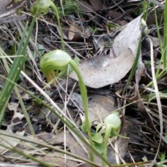 Pterostylis nutans (Nodding Greenhood) at Aranda Bushland - 25 Sep 2016 by catherine.gilbert