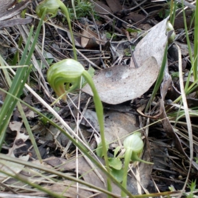 Pterostylis nutans (Nodding Greenhood) at Point 4081 - 25 Sep 2016 by catherine.gilbert