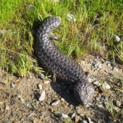 Tiliqua rugosa (Shingleback Lizard) at Forde, ACT - 9 Oct 2016 by Holly7