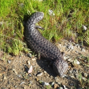 Tiliqua rugosa at Forde, ACT - 9 Oct 2016 12:00 AM