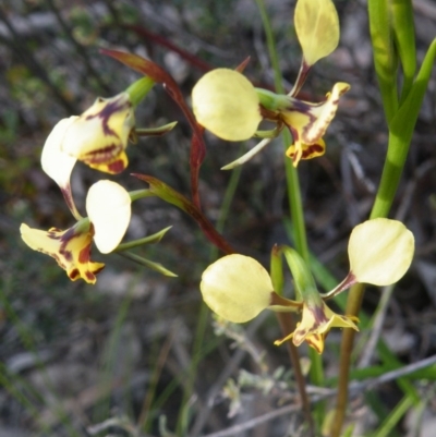 Diuris nigromontana (Black Mountain Leopard Orchid) at Point 114 - 7 Oct 2016 by Ryl