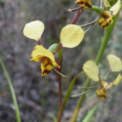 Diuris nigromontana at Undefined Area - suppressed