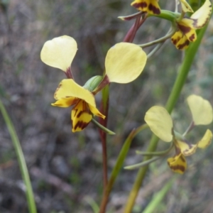 Diuris nigromontana at Point 114 - suppressed