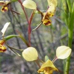 Diuris nigromontana at Point 114 - suppressed