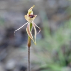 Caladenia actensis (Canberra Spider Orchid) at Mount Majura - 18 Oct 2016 by mtchl