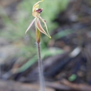 Caladenia actensis at suppressed - suppressed