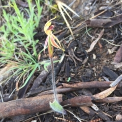 Caladenia actensis at suppressed - 19 Oct 2016