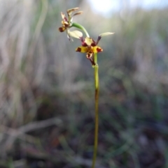 Diuris pardina (Leopard Doubletail) at Hackett, ACT - 18 Oct 2016 by mtchl