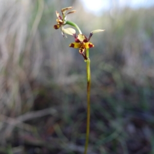 Diuris pardina at Hackett, ACT - suppressed