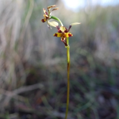 Diuris pardina (Leopard Doubletail) at Hackett, ACT - 18 Oct 2016 by mtchl