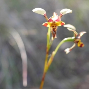 Diuris pardina at Hackett, ACT - suppressed