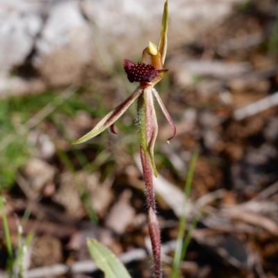 Caladenia actensis (Canberra Spider Orchid) at Hackett, ACT - 18 Oct 2016 by mtchl