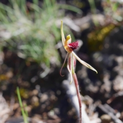 Caladenia actensis at suppressed - 19 Oct 2016