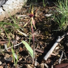 Caladenia actensis at suppressed - suppressed
