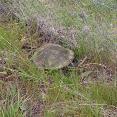 Chelodina longicollis (Eastern Long-necked Turtle) at Gungahlin, ACT - 18 Oct 2016 by lhowell