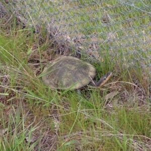 Chelodina longicollis at Gungahlin, ACT - 18 Oct 2016 04:00 PM