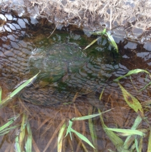 Chelodina longicollis at Gungahlin, ACT - 18 Oct 2016