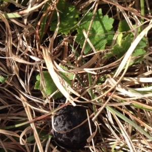 Chelodina longicollis at Gungahlin, ACT - 18 Oct 2016