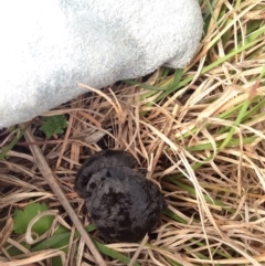 Chelodina longicollis at Gungahlin, ACT - 18 Oct 2016