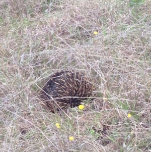 Tachyglossus aculeatus at Gungahlin, ACT - 18 Oct 2016