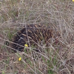 Tachyglossus aculeatus at Gungahlin, ACT - 18 Oct 2016