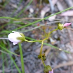 Drosera auriculata (Tall Sundew) at Point 64 - 16 Oct 2016 by JanetRussell