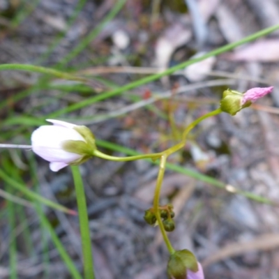 Drosera auriculata (Tall Sundew) at Point 64 - 16 Oct 2016 by JanetRussell