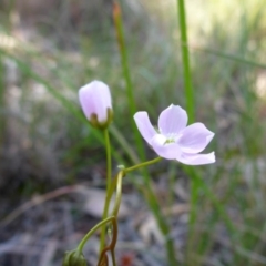 Drosera auriculata at Undefined Area - 16 Oct 2016 10:02 AM