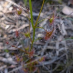 Drosera auriculata at Point 64 - 16 Oct 2016 10:02 AM