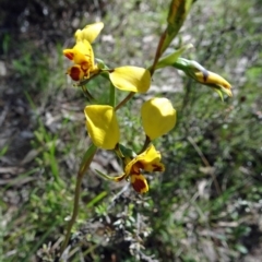 Diuris nigromontana (Black Mountain Leopard Orchid) at Point 11 - 16 Oct 2016 by galah681