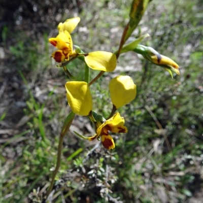 Diuris nigromontana (Black Mountain Leopard Orchid) at Point 11 - 16 Oct 2016 by galah681