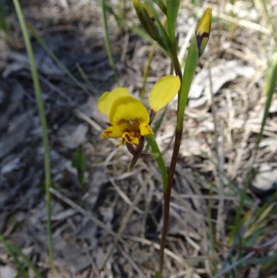 Diuris nigromontana (Black Mountain Leopard Orchid) at Black Mountain - 15 Oct 2016 by galah681