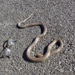 Pseudonaja textilis (Eastern Brown Snake) at Hall, ACT - 18 Oct 2016 by GeoffRobertson