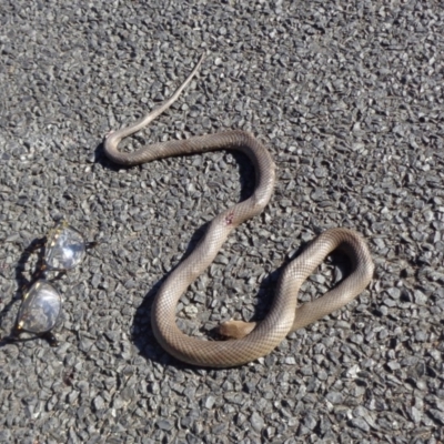 Pseudonaja textilis (Eastern Brown Snake) at Hall, ACT - 19 Oct 2016 by GeoffRobertson