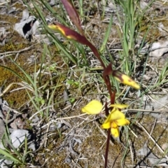 Diuris nigromontana (Black Mountain Leopard Orchid) at Point 14 - 16 Oct 2016 by galah681