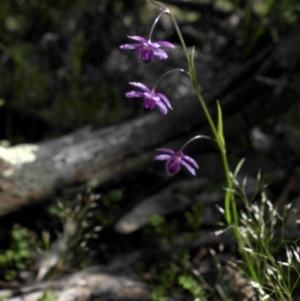 Arthropodium minus at Hackett, ACT - 19 Oct 2016