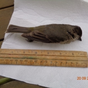 Pachycephala pectoralis at Spence, ACT - 20 Sep 2016